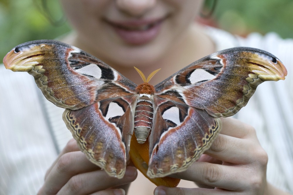 Le plus grand papillon du monde DingoZOO