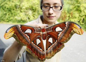 Le Plus Grand Papillon Du Monde Dingozoo