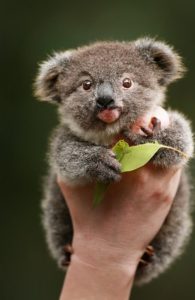 Les Bebes Koalas Dingozoo
