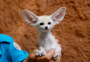 Les Plus Grandes Oreilles Du Desert Dingozoo