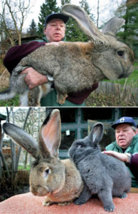 L Incroyable Lapin Geant Dingozoo