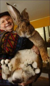 L Incroyable Lapin Geant Dingozoo