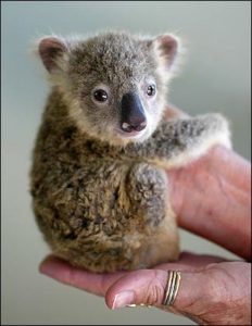 Les Bebes Koalas Dingozoo