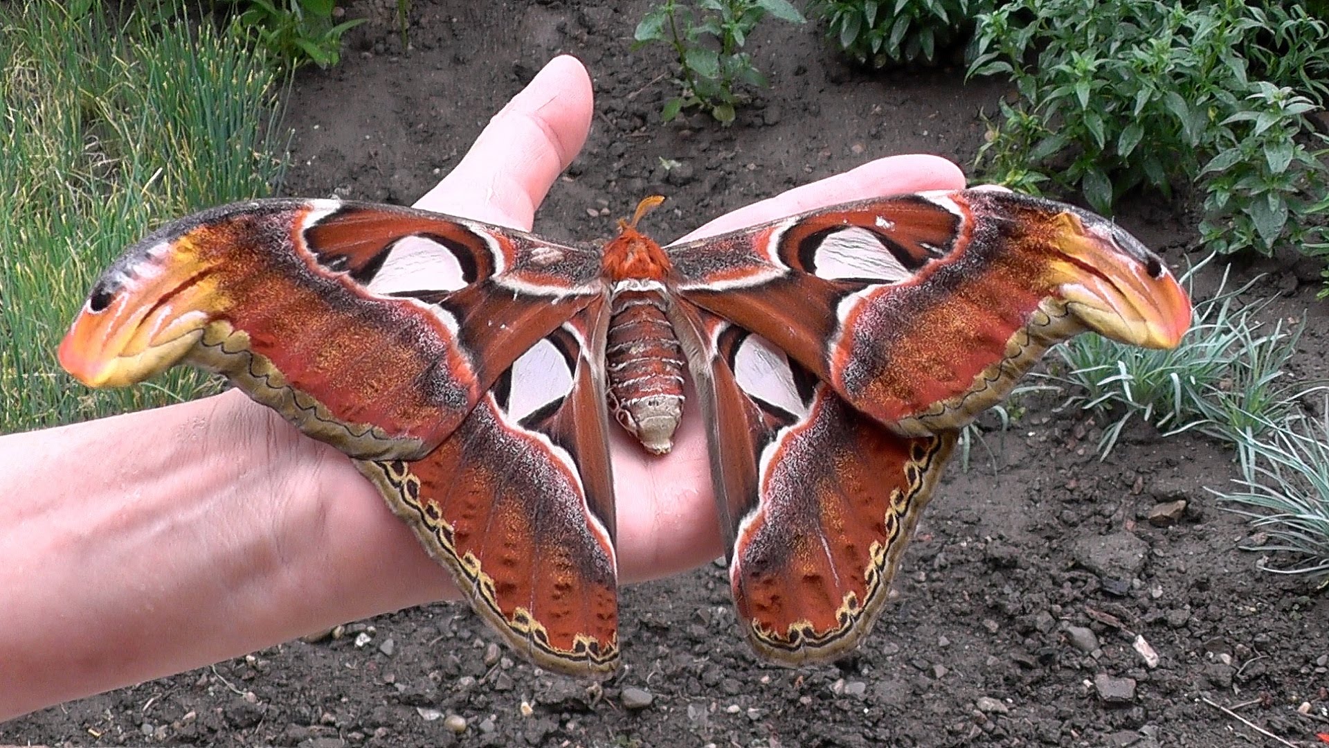 Le plus grand papillon du monde DingoZOO