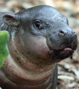 L Hippopotame Le Plus Petit De La Planete Dingozoo