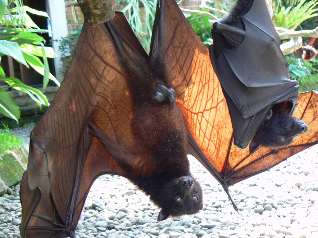 La Plus Grande Chauve Souris Au Monde La chauve souris géante - DingoZOO